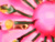 Pink/Black Flower