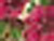 Pink Flower