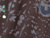 Charcoal Leopard