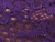 Vivid Violet