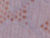 Perriwinkle