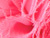 Neon Pink