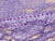 Grape