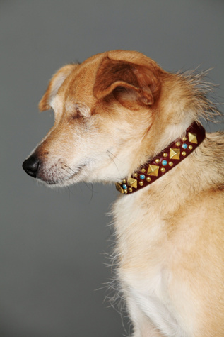 Turquoise Studded Collar