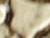 Brass