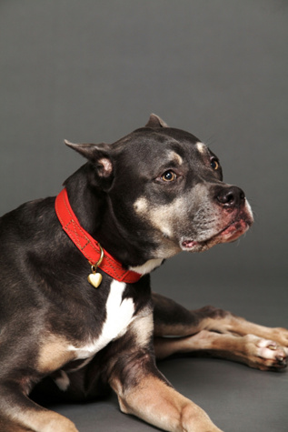 Found My Animal Locket Canvas Collar in Pet-Collars