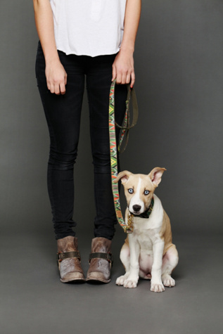 Finnegan's Standard Goods Tulip Field Leash in Pet-Leashes