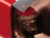 Tortoise / Red