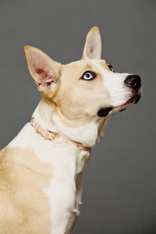 Burnout Star Leather Collar