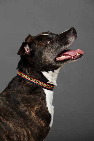 Souldier Good Vibes Printed Collar in Pet-Collars